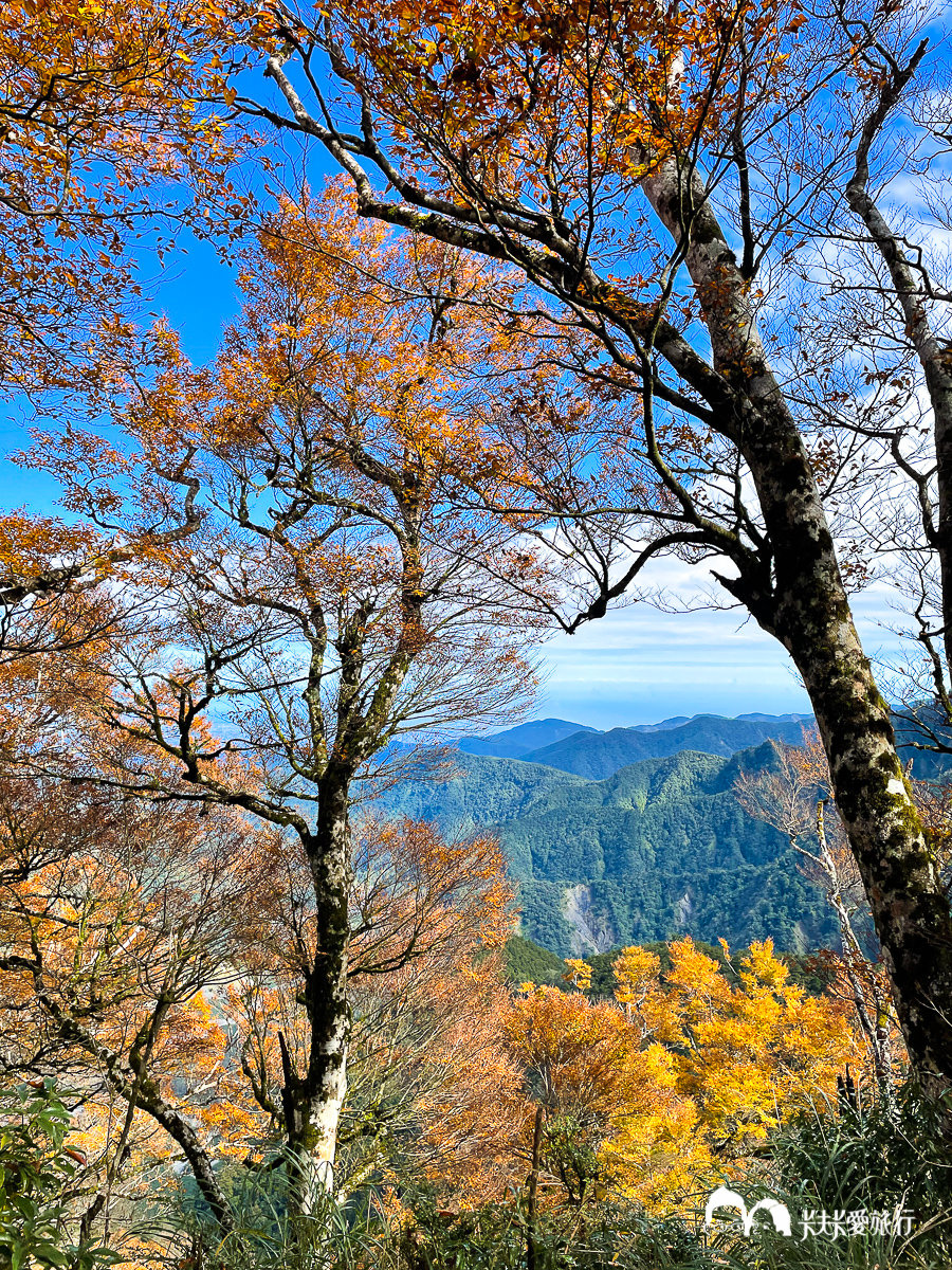 太平山台灣山毛櫸國家步道｜必訪絕美金黃樹海秘境遠眺龜山島與太平洋 - kafu.tw