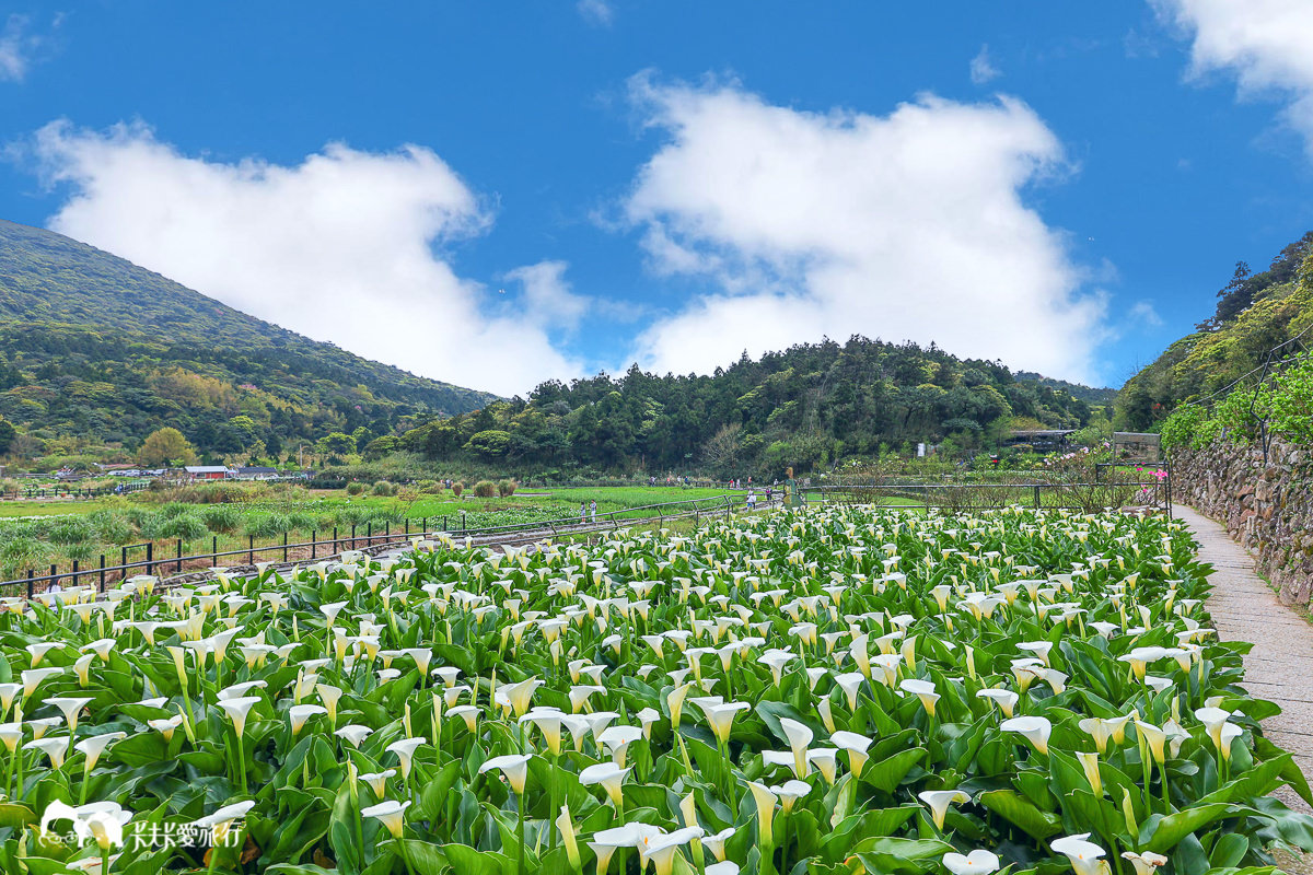 陽明山海芋竹子湖花季｜最美必拍名陽匍農莊+豆留森林竹子湖怎麼玩