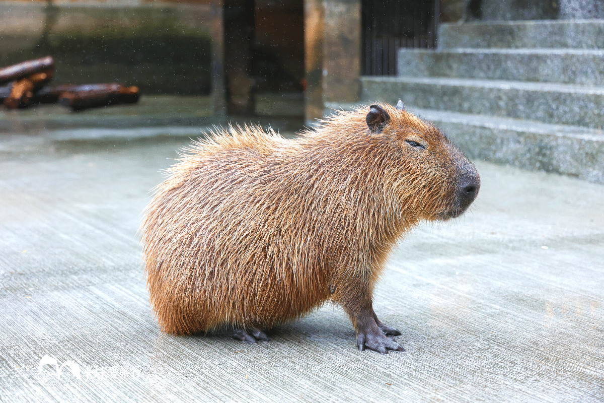 宜蘭親子景點｜超萌水豚君+狐獴+羊駝互動-綠舞日式主題園區｜動物互動體驗