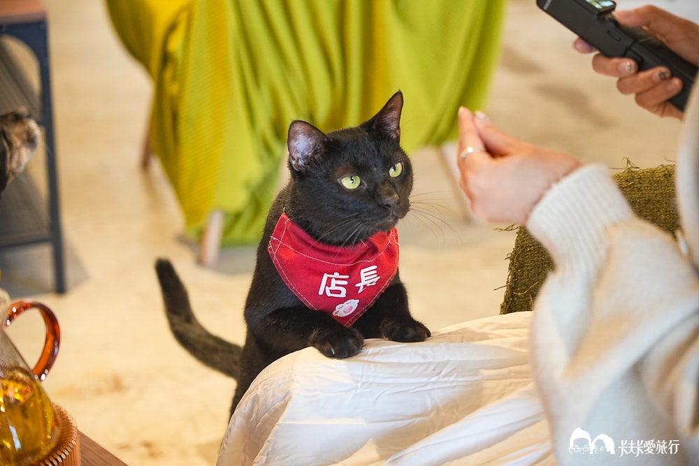 漫步小森林宜蘭貓咪咖啡|三星安農溪畔貓店長療癒系咖啡廳菜單 - 第69張圖