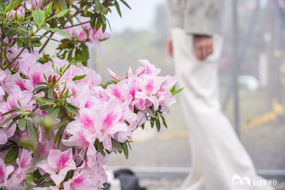 新北萬金杜鵑花展亮點攻略|打卡必拍北海岸金山老街景點一日遊 - 第84張圖