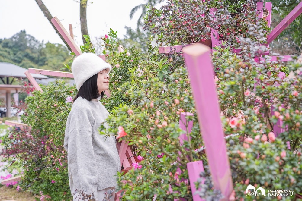 新北萬金杜鵑花展亮點攻略|打卡必拍北海岸金山老街景點一日遊 - 第71張圖