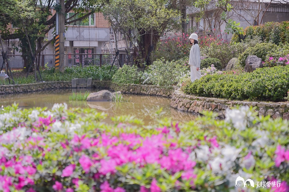 新北萬金杜鵑花展亮點攻略|打卡必拍北海岸金山老街景點一日遊 - 第37張圖