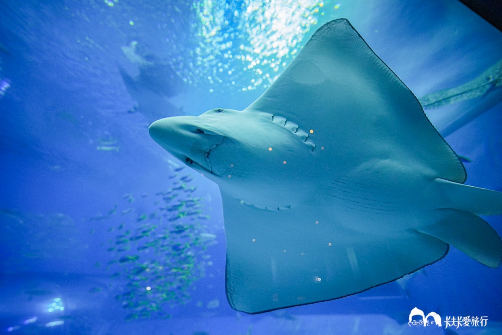 沖繩美麗海水族館 Ocean Blue Café|鯨鯊陪你吃美食,最夢幻的海景餐廳菜單訂位方式 - 第17張圖