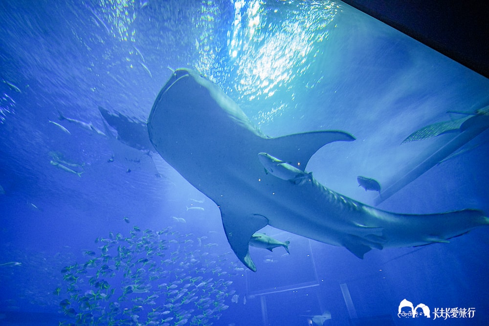 沖繩美麗海水族館 Ocean Blue Café|鯨鯊陪你吃美食,最夢幻的海景餐廳菜單訂位方式 - 第28張圖