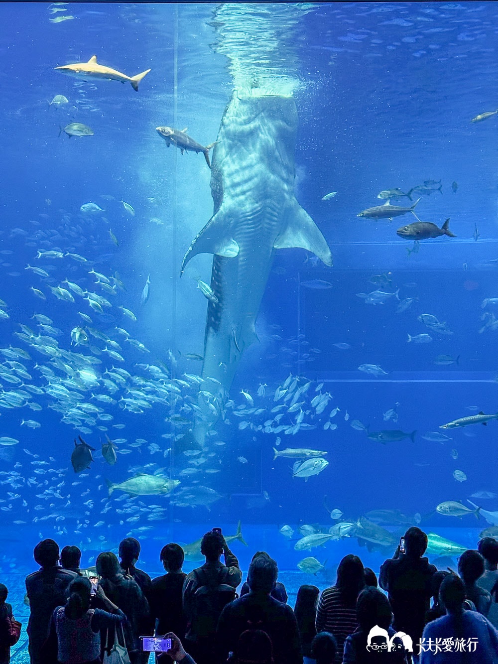 沖繩美麗海水族館攻略|必玩景點門票、美食餐廳海生館懶人包 - 第36張圖