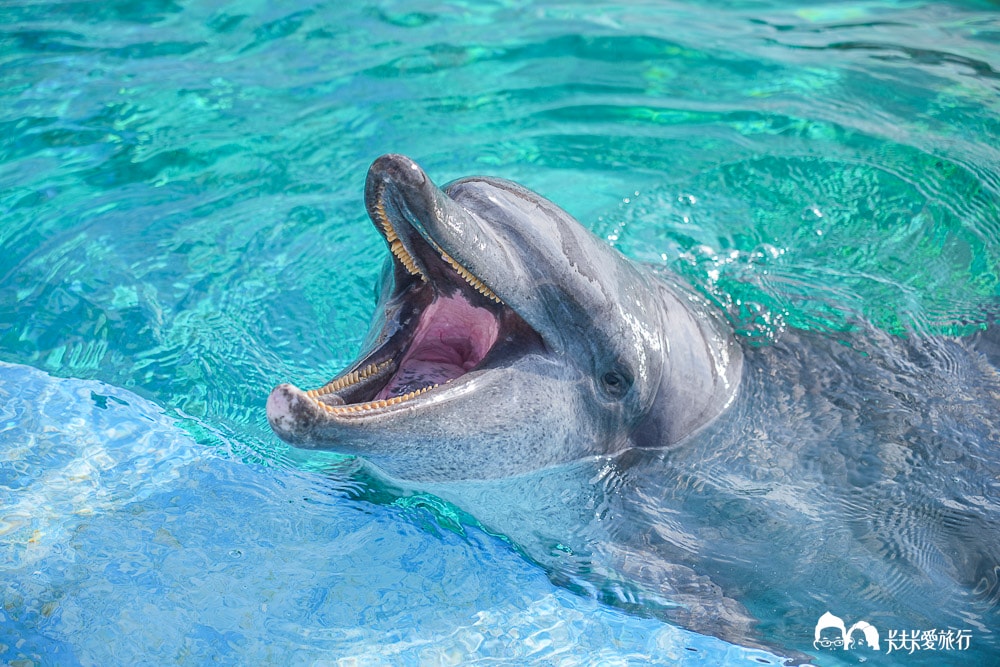 沖繩美麗海水族館攻略|必玩景點門票、美食餐廳海生館懶人包 - 第34張圖