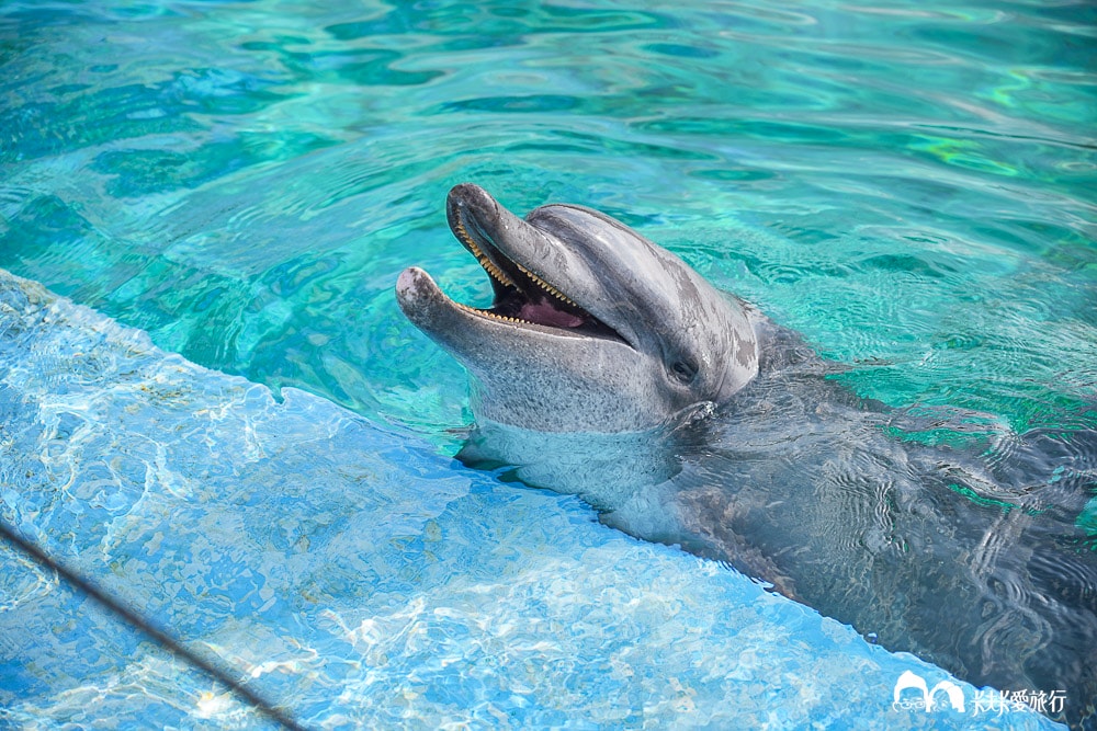 沖繩美麗海水族館攻略|必玩景點門票、美食餐廳海生館懶人包 - 第13張圖