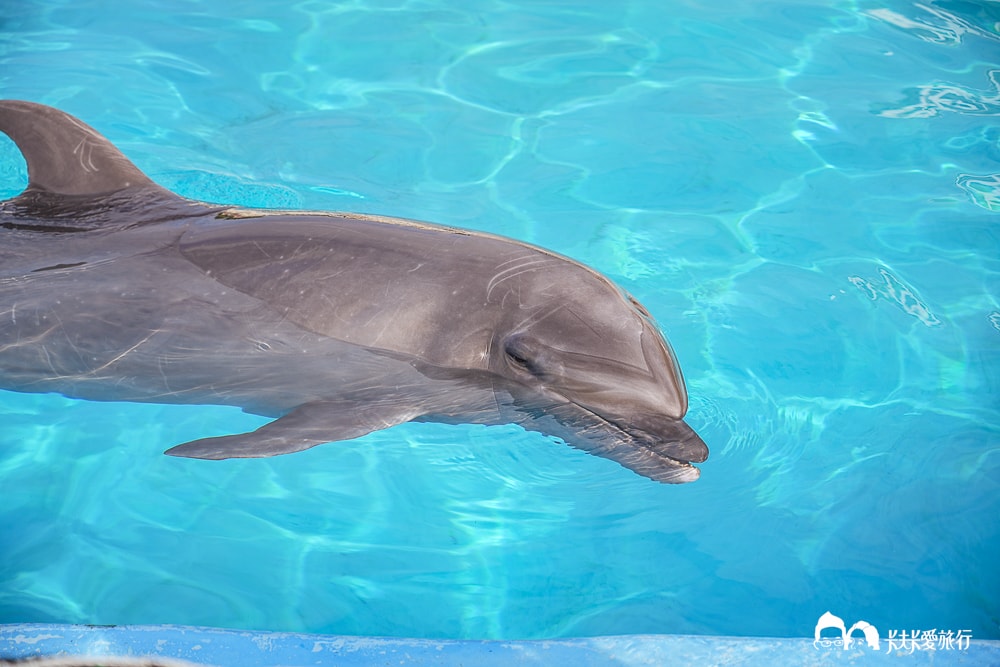 沖繩美麗海水族館攻略|必玩景點門票、美食餐廳海生館懶人包 - 第17張圖