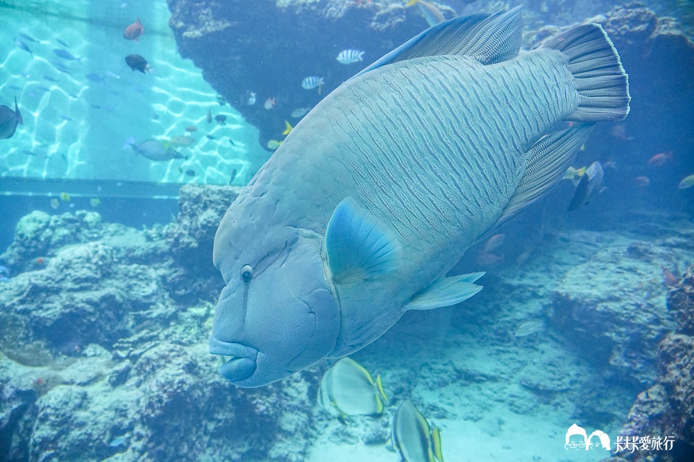 沖繩美麗海水族館攻略|必玩景點門票、美食餐廳海生館懶人包 - 第46張圖