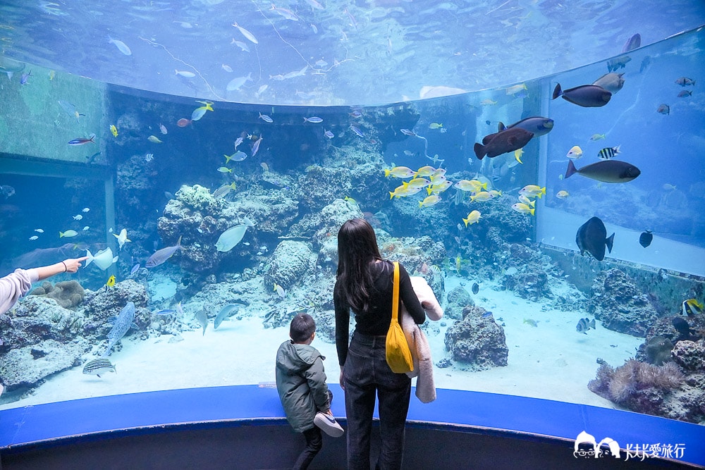 沖繩美麗海水族館攻略|必玩景點門票、美食餐廳海生館懶人包 - 第45張圖