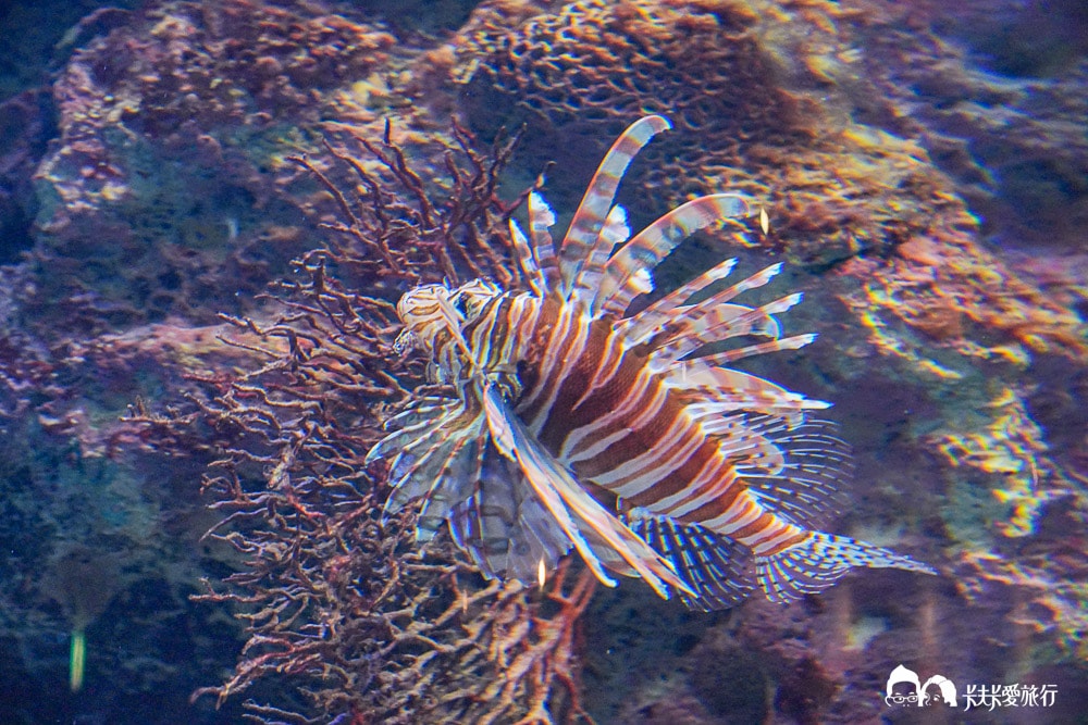 沖繩美麗海水族館攻略|必玩景點門票、美食餐廳海生館懶人包 - 第47張圖
