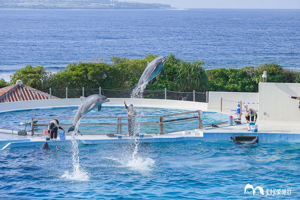 沖繩美麗海水族館攻略|必玩景點門票、美食餐廳海生館懶人包 - 第27張圖