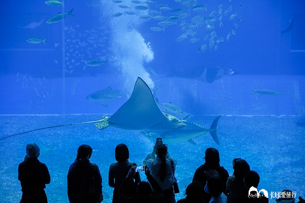 沖繩美麗海水族館攻略|必玩景點門票、美食餐廳海生館懶人包 - 第37張圖
