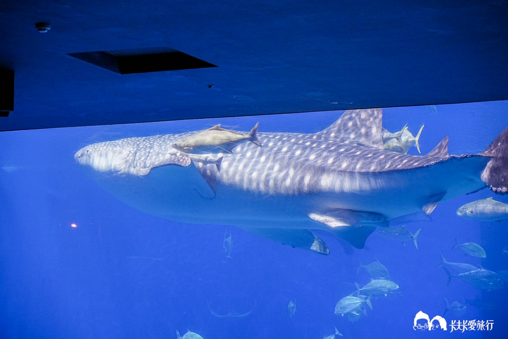 沖繩美麗海水族館攻略|必玩景點門票、美食餐廳海生館懶人包 - 第38張圖