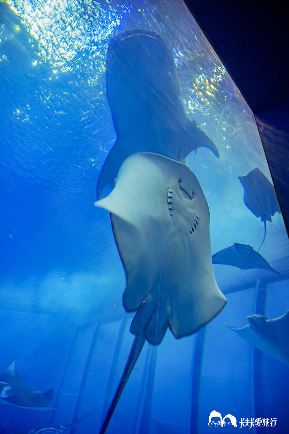 沖繩美麗海水族館攻略|必玩景點門票、美食餐廳海生館懶人包 - 第40張圖
