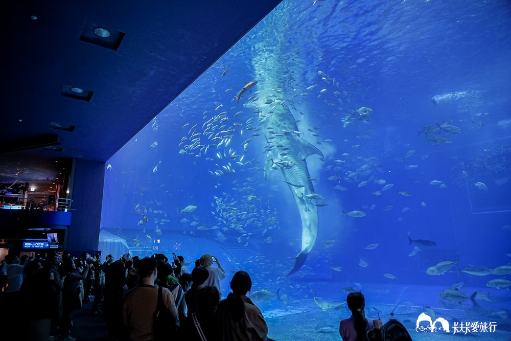 沖繩美麗海水族館攻略|必玩景點門票、美食餐廳海生館懶人包 - 第39張圖