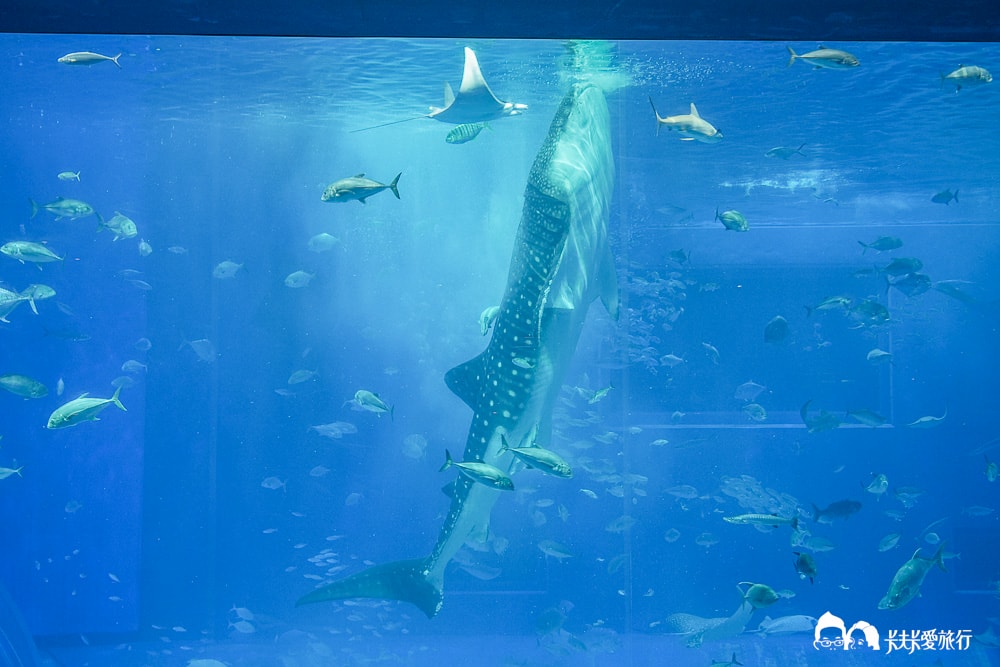 沖繩美麗海水族館攻略|必玩景點門票、美食餐廳海生館懶人包 - 第16張圖