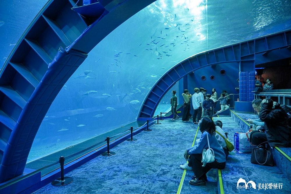 沖繩美麗海水族館攻略|必玩景點門票、美食餐廳海生館懶人包 - 第41張圖