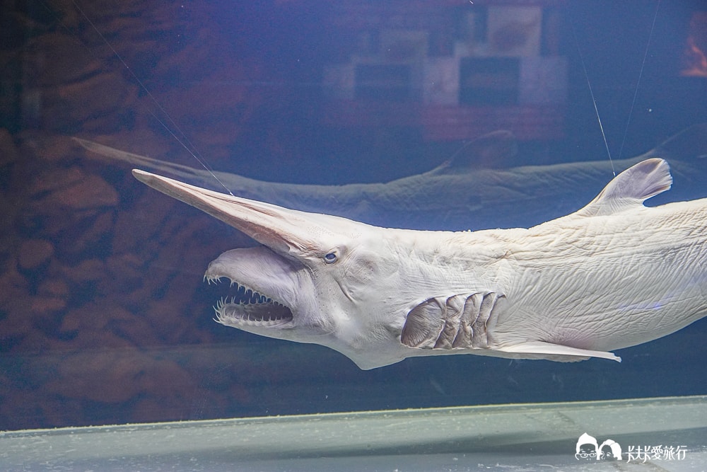 沖繩美麗海水族館攻略|必玩景點門票、美食餐廳海生館懶人包 - 第51張圖