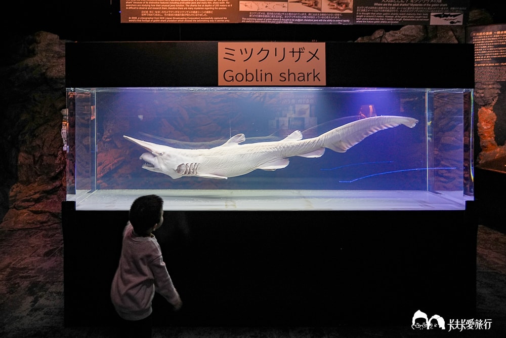 沖繩美麗海水族館攻略|必玩景點門票、美食餐廳海生館懶人包 - 第50張圖