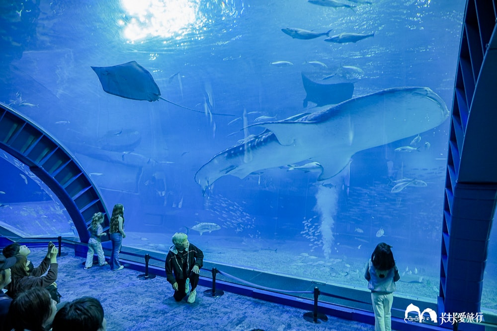 沖繩美麗海水族館攻略|必玩景點門票、美食餐廳海生館懶人包 - 第44張圖