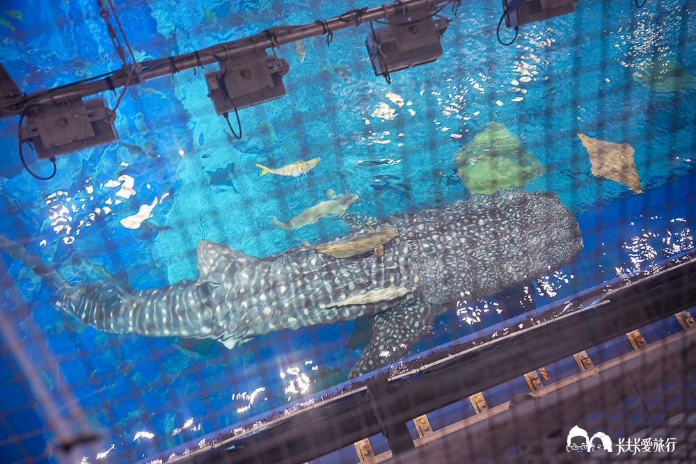 沖繩美麗海水族館攻略|必玩景點門票、美食餐廳海生館懶人包 - 第56張圖
