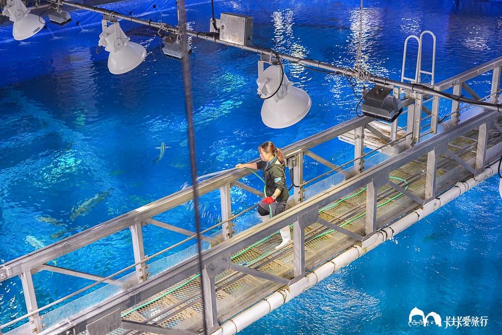沖繩美麗海水族館攻略|必玩景點門票、美食餐廳海生館懶人包 - 第57張圖