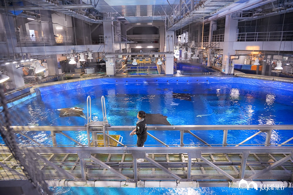 沖繩美麗海水族館攻略|必玩景點門票、美食餐廳海生館懶人包 - 第58張圖