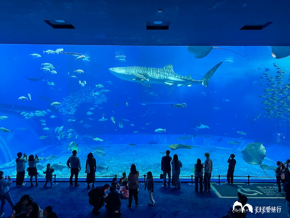 沖繩美麗海水族館攻略|必玩景點門票、美食餐廳海生館懶人包 - 第35張圖