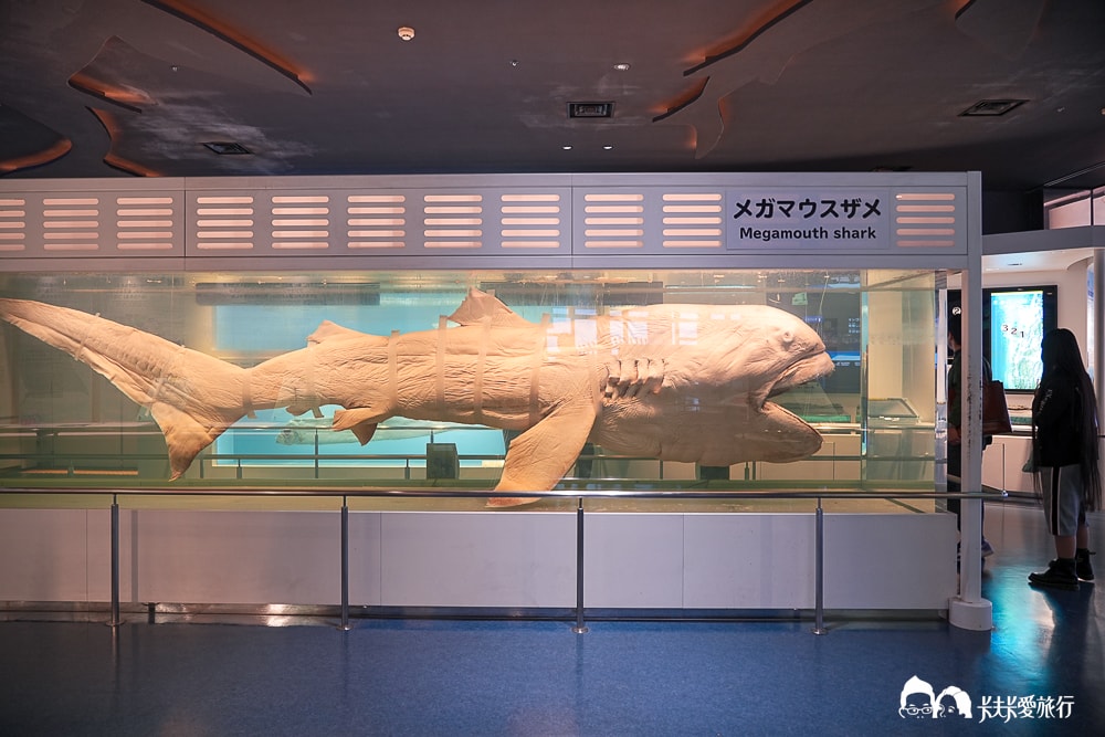 沖繩美麗海水族館攻略|必玩景點門票、美食餐廳海生館懶人包 - 第75張圖