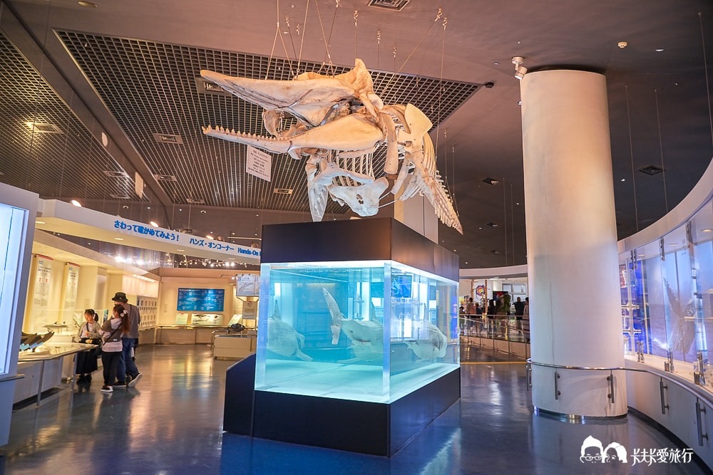 沖繩美麗海水族館攻略|必玩景點門票、美食餐廳海生館懶人包 - 第76張圖