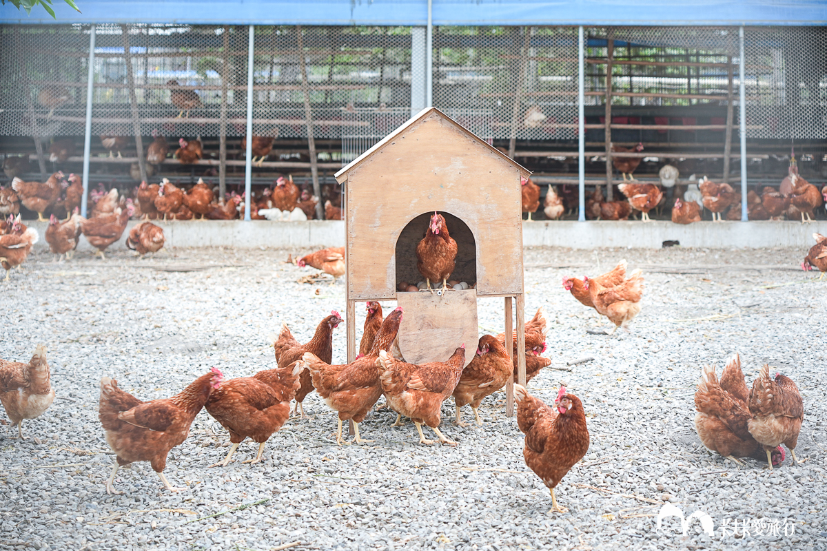 台南一日遊景點|金牌農村×菁寮老街《俗女養成記》取景地與後壁秘境小旅行 - 第57張圖