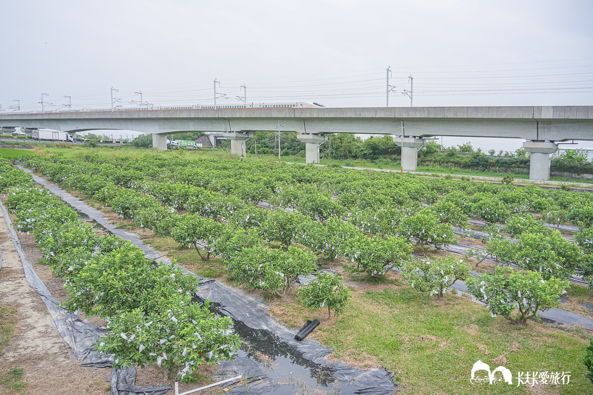 台南一日遊景點|金牌農村×菁寮老街《俗女養成記》取景地與後壁秘境小旅行 - 第2張圖