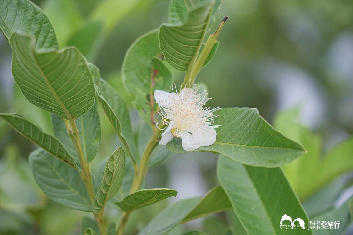 台南一日遊景點|金牌農村×菁寮老街《俗女養成記》取景地與後壁秘境小旅行 - 第4張圖