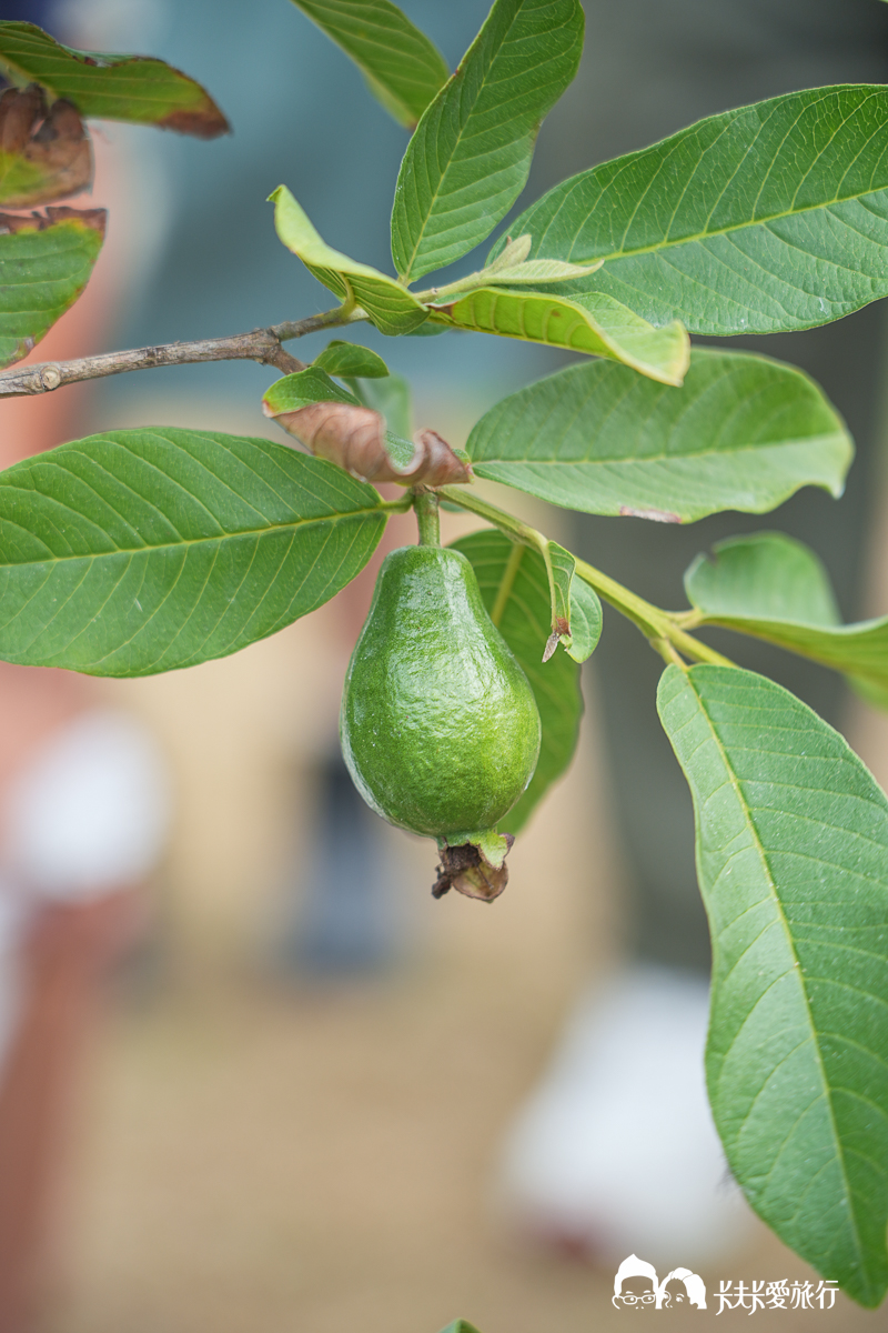 台南一日遊景點|金牌農村×菁寮老街《俗女養成記》取景地與後壁秘境小旅行 - 第3張圖