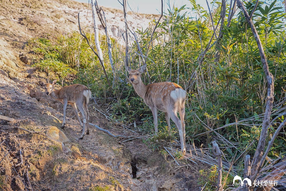 北海道包車推薦登別一日遊行程｜中文司機、機場接送美黛子遊日本心得評價