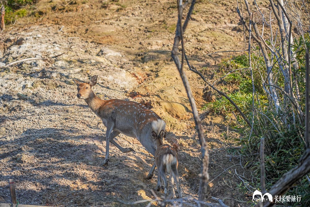 北海道包車推薦登別一日遊行程｜中文司機、機場接送美黛子遊日本心得評價