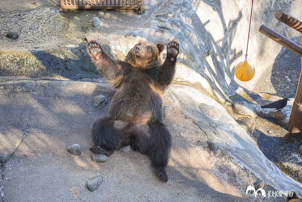 北海道包車推薦登別一日遊行程｜中文司機、機場接送美黛子遊日本心得評價