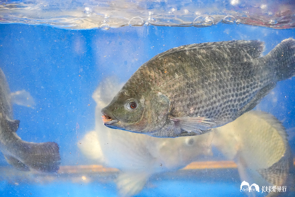 宜蘭頭城美食｜青雲80海鮮餐廳評價：在地推薦高CP值快炒烤魚菜單與停車
