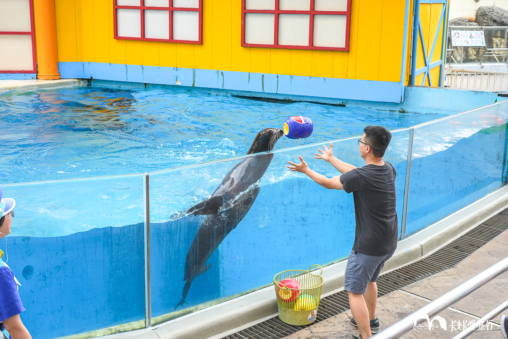 遠雄海洋公園好玩嗎?2026親子必玩攻略真實評價,門票交通全收錄 - 第44張圖 遠雄海洋公園好玩嗎?2026親子必玩攻略真實評價,門票交通全收錄