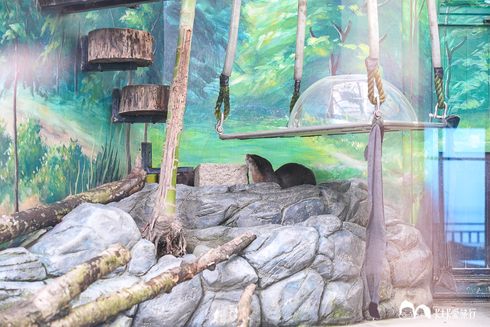 遠雄海洋公園好玩嗎?2026親子必玩攻略真實評價,門票交通全收錄 - 第39張圖 遠雄海洋公園好玩嗎?2026親子必玩攻略真實評價,門票交通全收錄