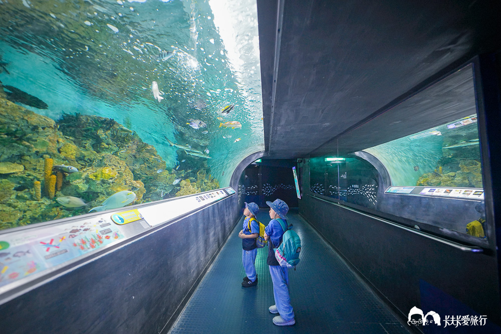 遠雄海洋公園好玩嗎?2026親子必玩攻略真實評價,門票交通全收錄 - 第13張圖 遠雄海洋公園好玩嗎?2026親子必玩攻略真實評價,門票交通全收錄