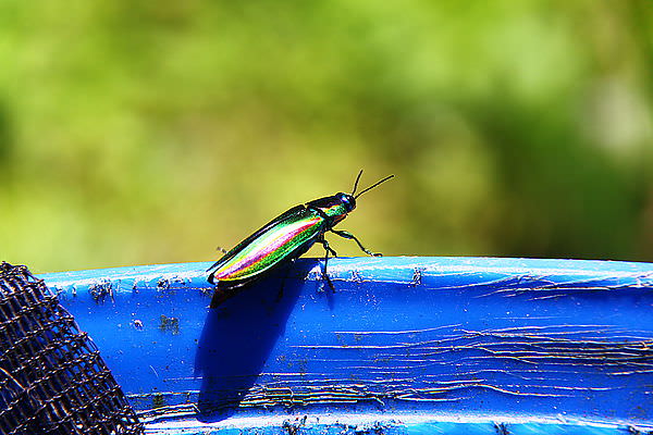 IMG_9808.JPG