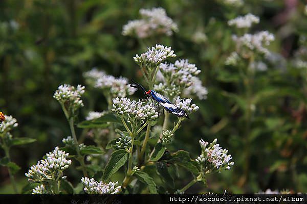 IMG_1227 (Large).JPG
