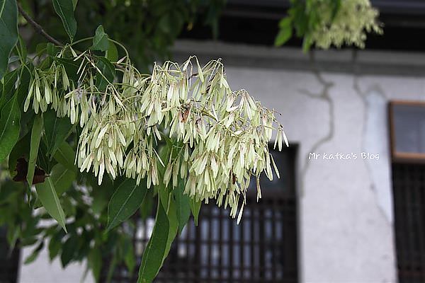 IMG_2768 (Large).JPG