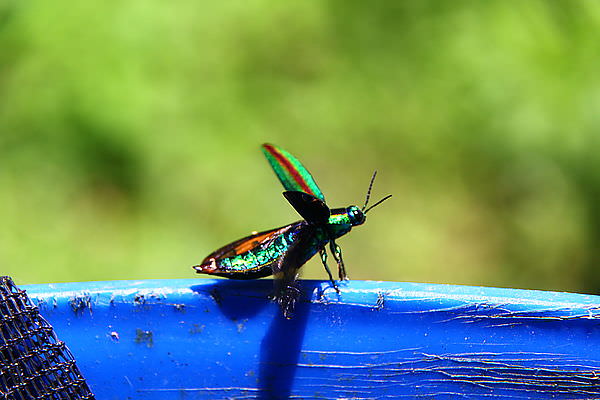 IMG_9810.JPG