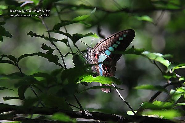 IMG_7511 (Large).JPG