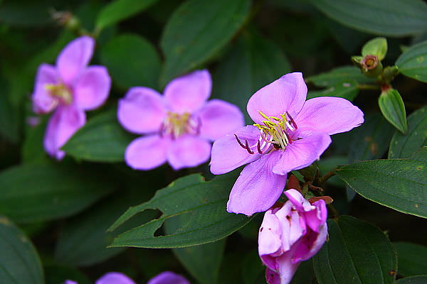 IMG_9747.JPG