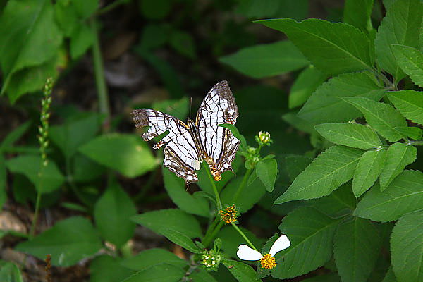 IMG_9752.JPG